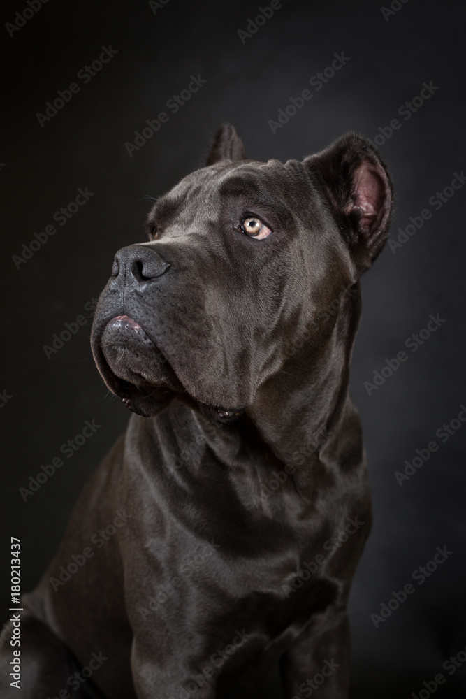 Cane corso, black dog on the black background Cane corso, black dog on the black background