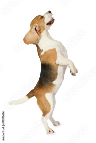 Tablou canvas Beagle dog standing on hind legs