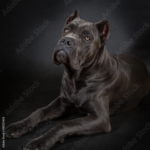 Canvas-taulu Cane corso, black dog on the black background