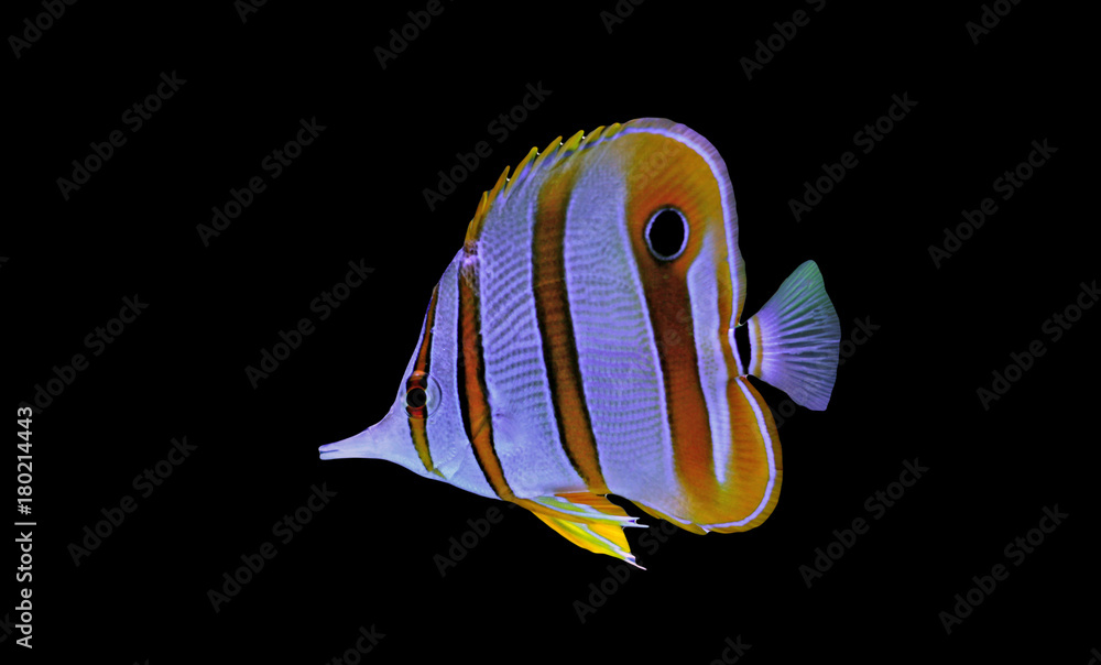 Naklejka premium Isolated fish on black background