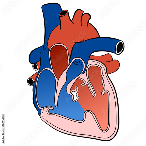 Heart Circulatory System-Vector Illustration