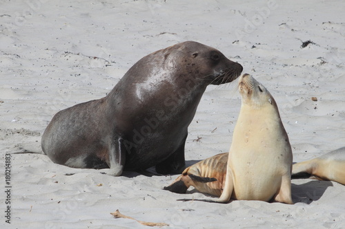 A male sea lion and a female sea lion kiss on the beach