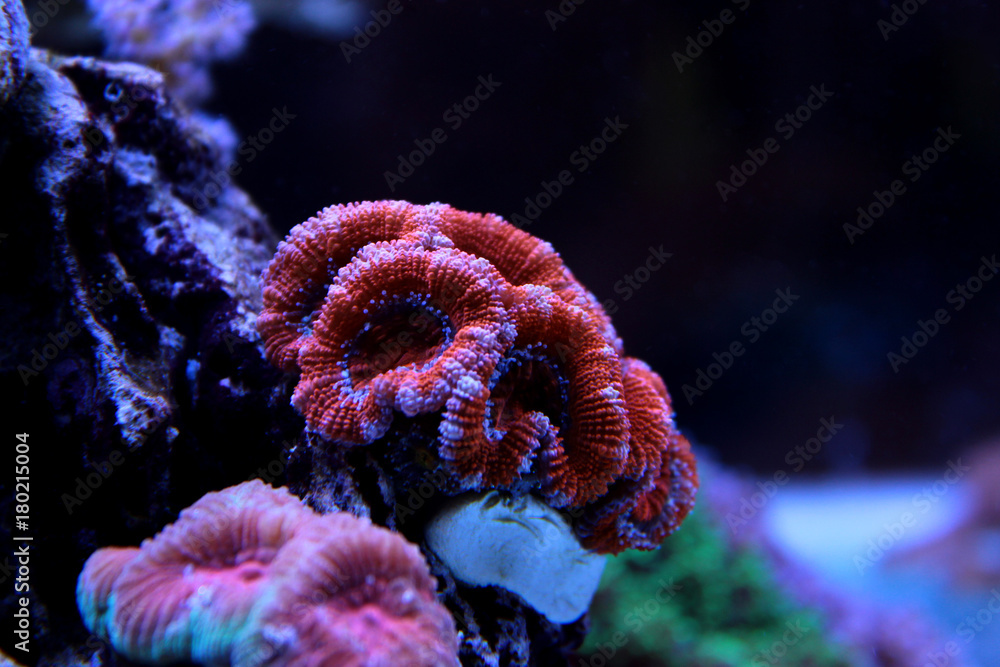 Fototapeta premium Red Acanthastrea LPS coral in aquarium tank 