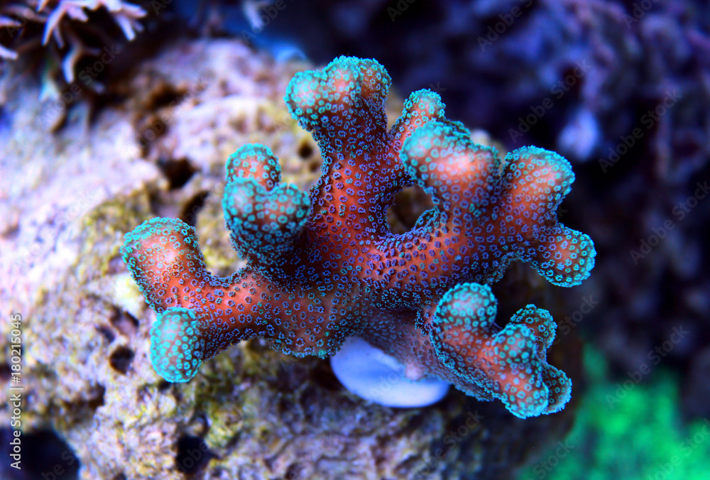 Naklejka premium Styllophora sps coral in aquarium