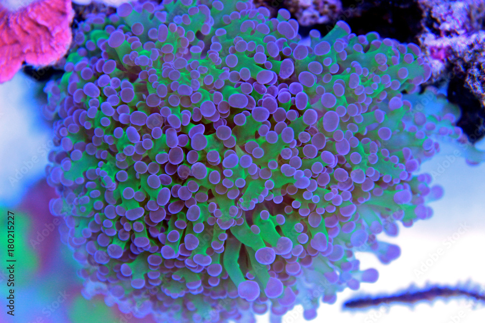 Naklejka premium Euphyllia frogspawn lps coral in reef tank