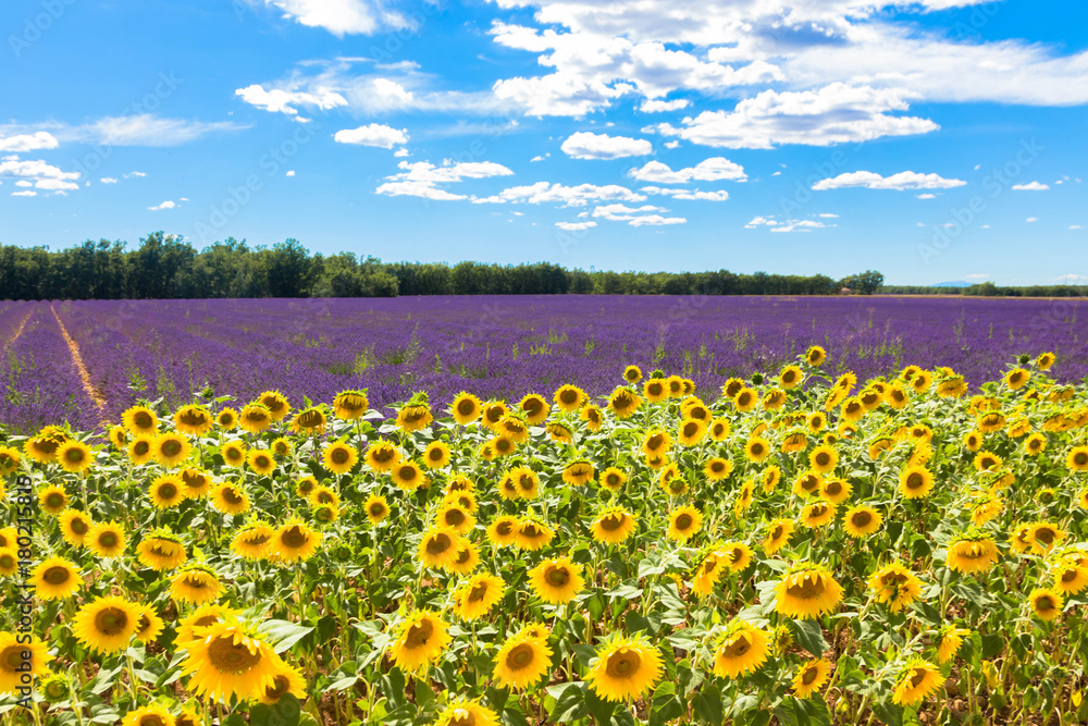 Field with lavender and sunflowers. Summer holidays