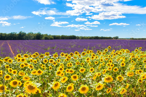 Field with lavender and sunflowers. Summer holidays