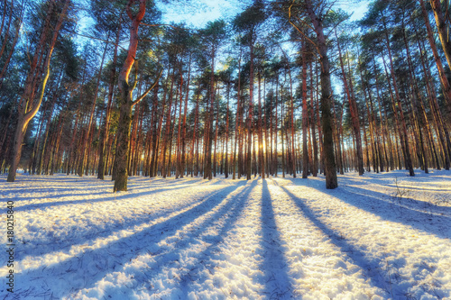 Winter landscape in the pine forest with striped reflection.