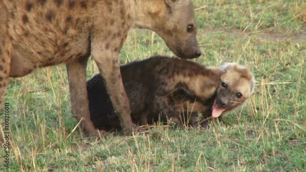 A high ranking baby hyena harassing a bigger baby as the mother is watching A high ranking baby hyena harassing a bigger baby as the mother is watching