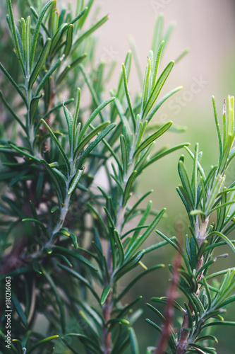 Close-up of a fresh rosemary garden ourdoor