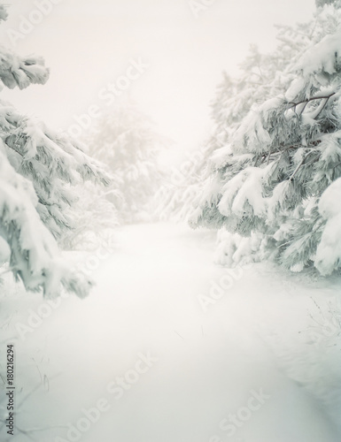 Winter trees in forest covered with fresh snow. Christmas time