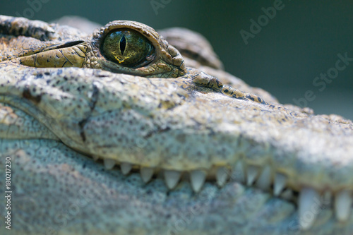 portrait head, eye, teeth of mindoro crocodile (Crocodylus mindorensis) photo