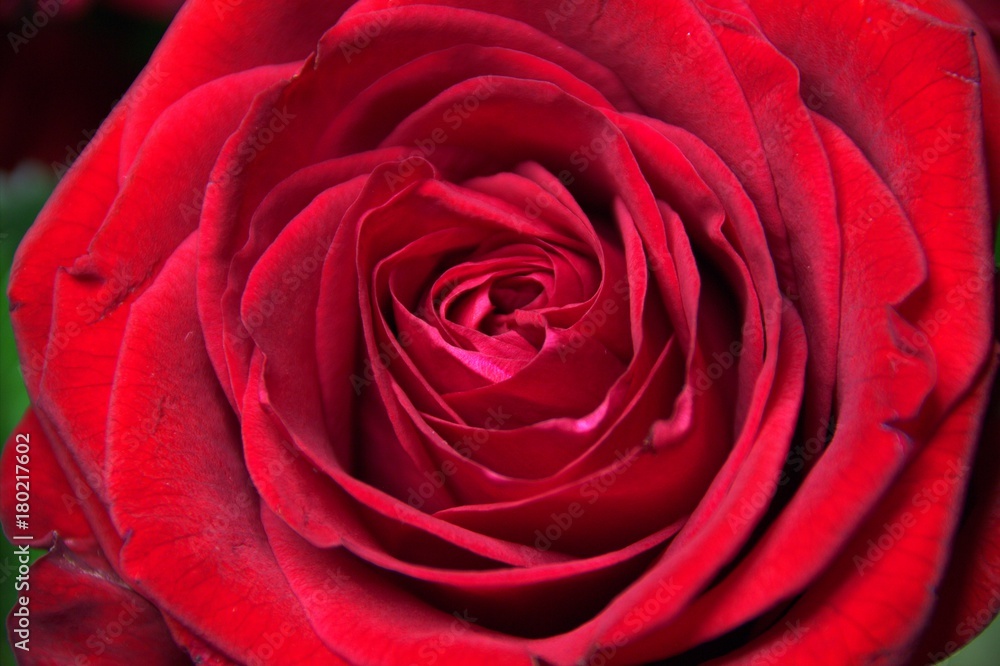Red flower Red flower