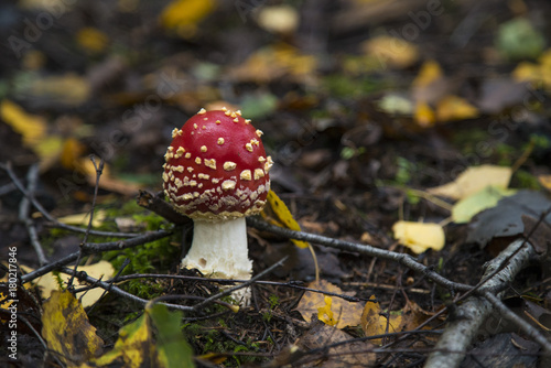 Young Toadstool fly agaric
