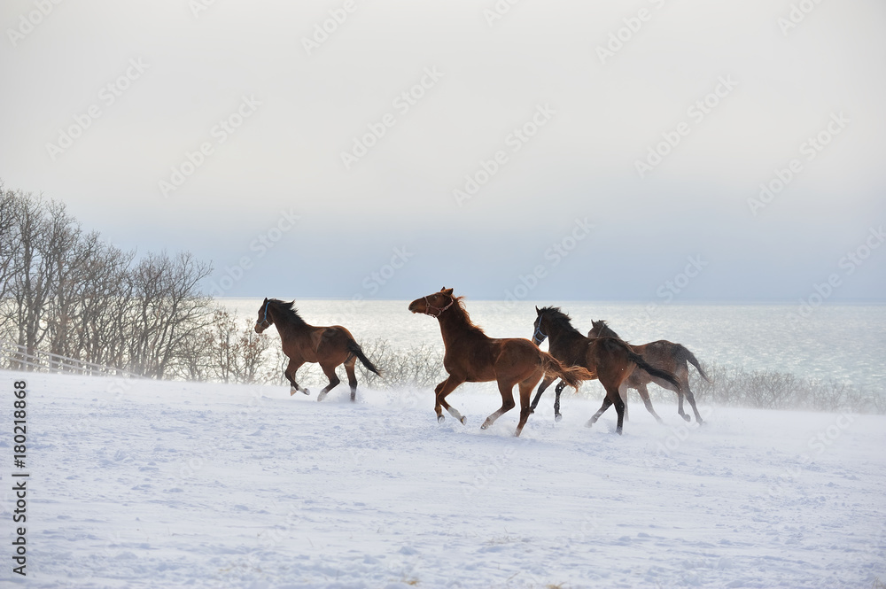 Naklejka premium 雪と馬
