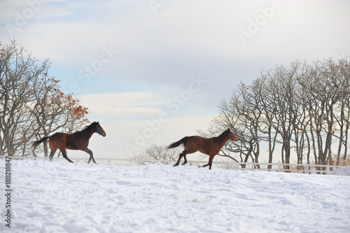 Fototapeta Naklejka Na Ścianę i Meble -  雪と馬