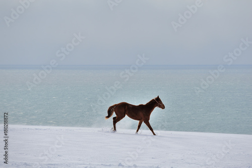 雪と馬