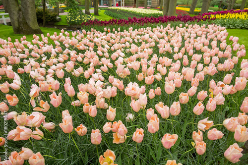 Colorful tulips in the Keukenhof garden
