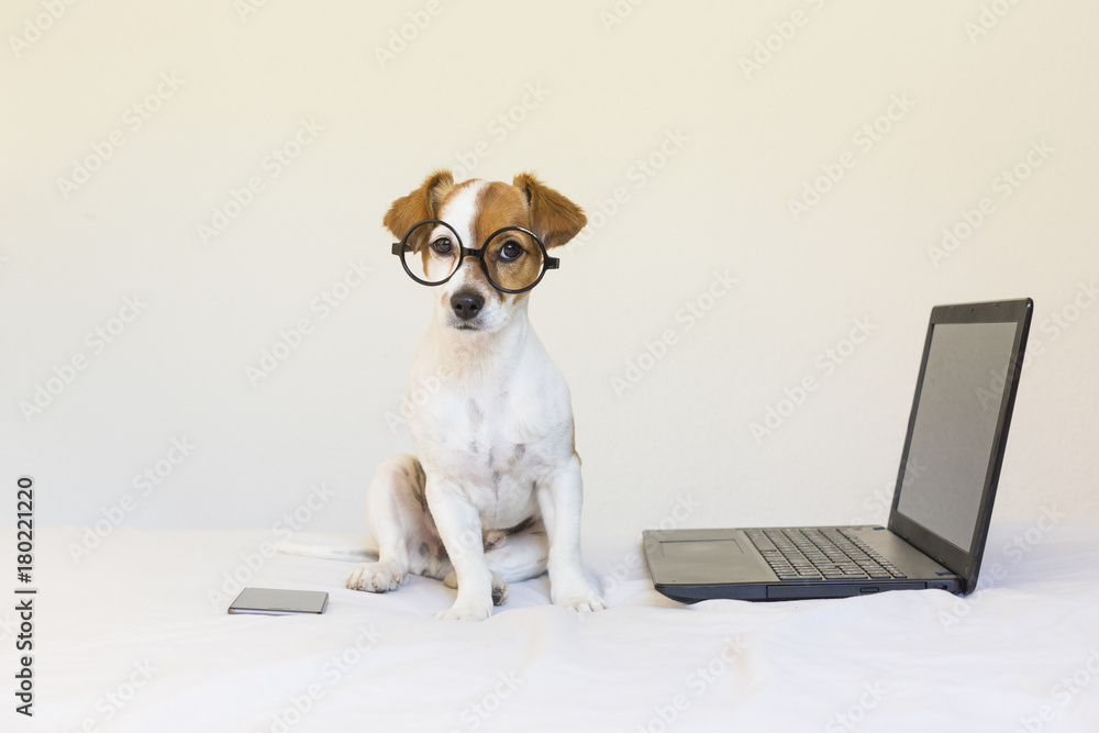 cute young small dog sitting on bed and working on laptop. Wearing glasses and mobile phone besides him. Pets indoors