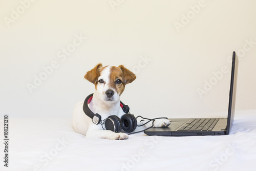 cute young small dog working on laptop and listening to music with headphones. Sitting on bed. Pets indoors © Eva
