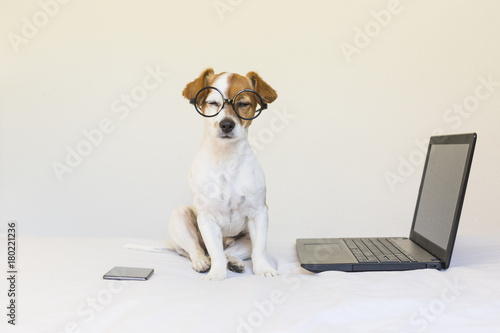 cute young small dog sitting on bed and working on laptop. Wearing glasses and mobile phone besides him. Pets indoors