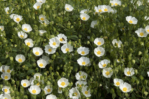 Fotografija Cistus albanicus