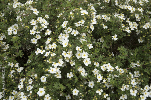 Tableau sur toile Potentilla fruticosa 'Abbotswood'