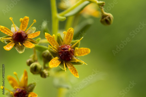 Canvas Print Saxifraga aizoides