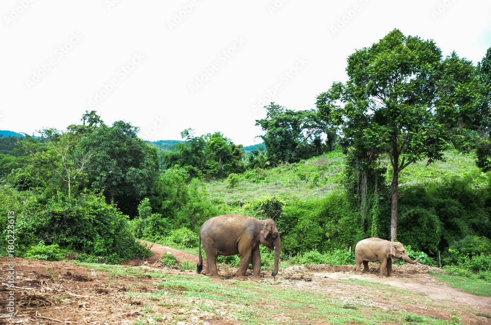 Naklejka premium Elephants in Thailand