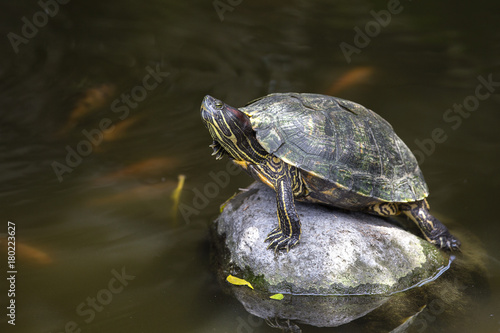 Beautiful turtle on the stone