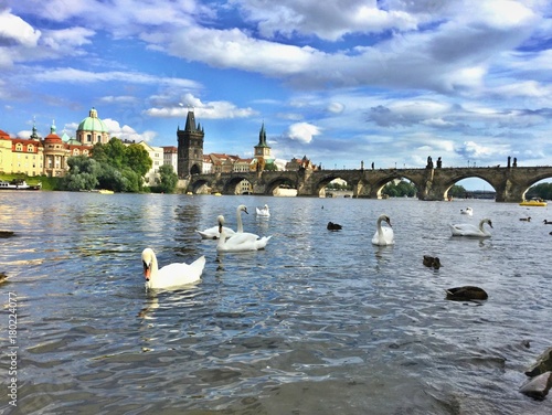 Swans on the river Vltava