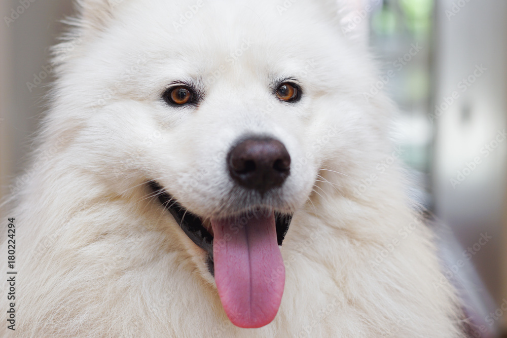 Fototapeta premium Siberian Samoyed