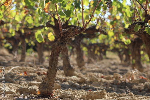 Bild auf Leinwand vignes en automne, terroir lumineux pour vin d'exception