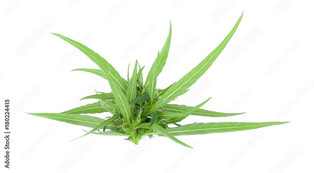 Fototapeta premium Marijuana on white background