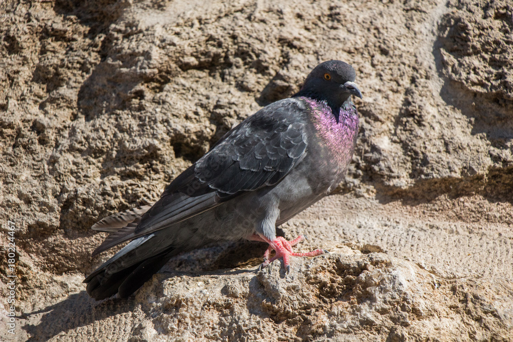 Single pigeon sitting on the rock Single pigeon sitting on the rock