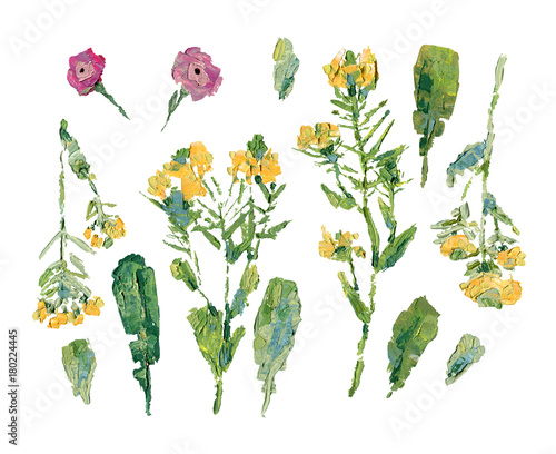 Oil painting of wild flowers: set of stalks with flowers and different leaves