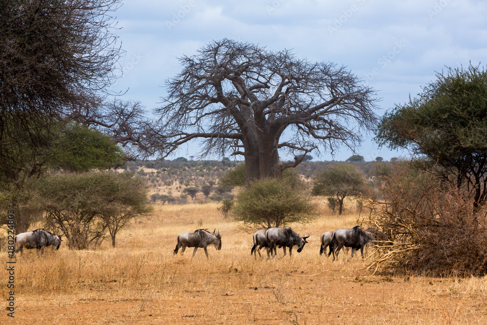 Gnus (Connochaetes) Gnus (Connochaetes)