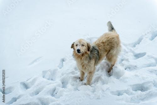 A lonely dog stands on the snow © Matvii