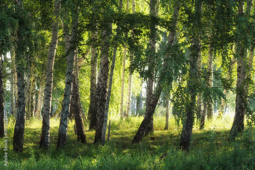 Obraz premium Birch Grove