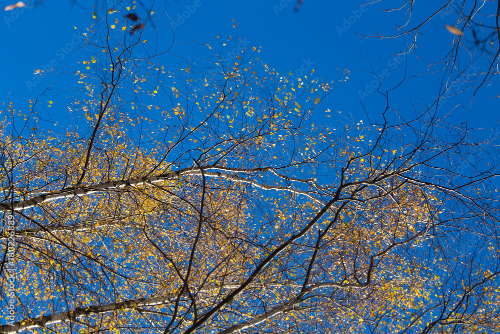 Beautiful autumn landscape with yellow leaves in wetlands. Swamp scenery in fall. Bright, sunny landscape in Latvia. Beautiful autumn landscape with yellow leaves in wetlands. Swamp scenery in fall. Bright, sunny landscape in Latvia.