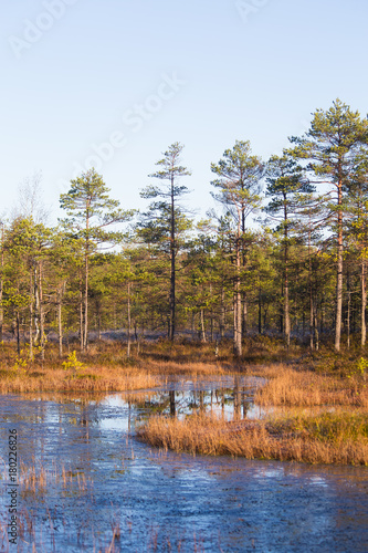 Beautiful autumn landscape with yellow leaves in wetlands. Swamp scenery in fall. Bright, sunny landscape in Latvia.