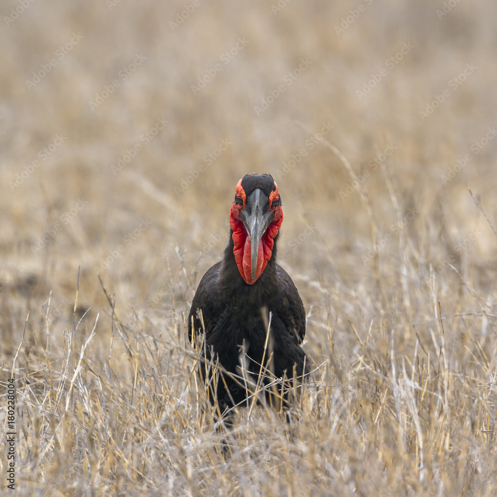 Southern Ground-Hornbill in Kruger National park, South Africa Southern Ground-Hornbill in Kruger National park, South Africa