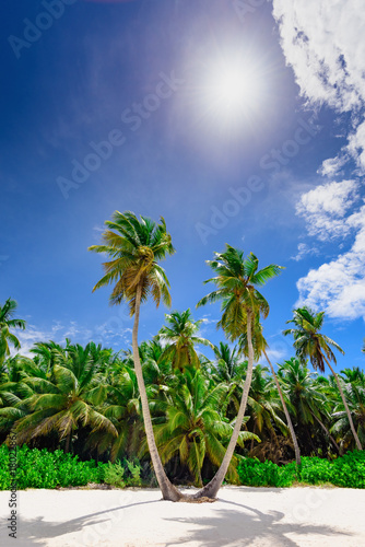 resort beach palm tree sea Dominican Republic