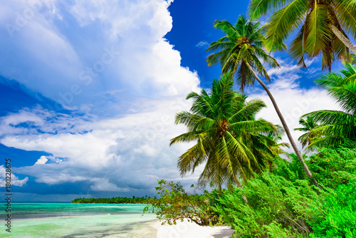 resort beach palm tree sea Dominican Republic © dbrus