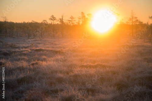 Beautiful morning landscape with a rising sun. Colorful scenery of a frozen wetlands in autumn. First frost in nature. Bright sun shine with flares.