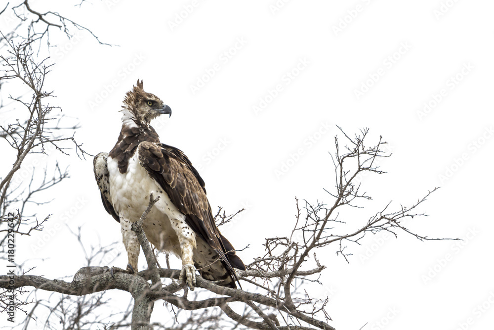 Fototapeta premium Martial Eagle in Kruger National park, South Africa