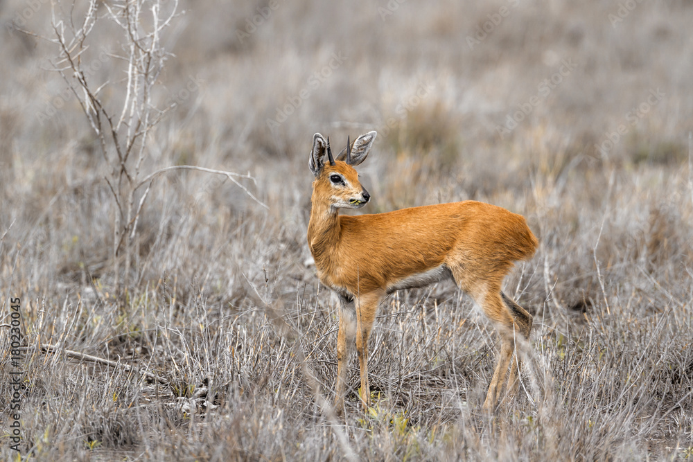 Steenbok in Kruger National park, South Africa Steenbok in Kruger National park, South Africa