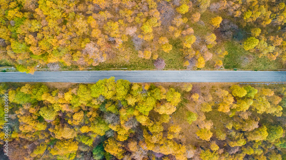 Overhead aerial top view over straight road in colorful countryside autumn forest.Fall orange,green,yellow,red tree woods.Mountain rectilinear street path background.Straight-down above perspective