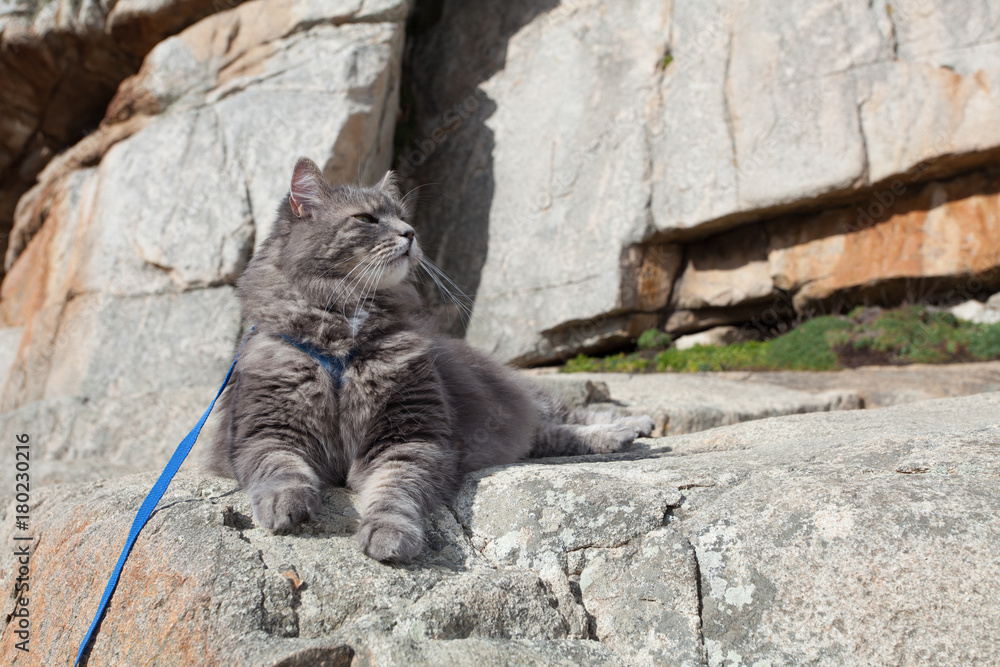 Domestic gray cat in mountains