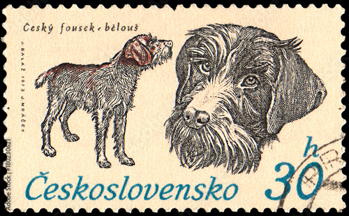 CZECHOSLOVAKIA - CIRCA 1973: a stamp, printed in Czechoslovakia, shows a Czech fousek photo